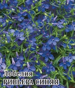 Семена Лобелия Ривьера синяя, 250шт, Гавриш, Цветы для профессионалов