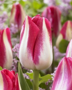 Тюльпан Амстердам (Tulipa Amsterdam), 5шт, Color Line