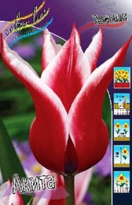 Тюльпан Акита (Tulipa Akita), 10шт, Color Line