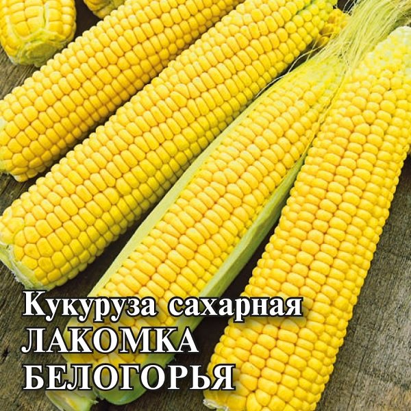 Кукуруза лакомка белогорья описание сорта фото