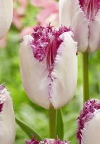 Тюльпан Ай Лаш (Tulipa Eye Lash), 10шт, Color Line