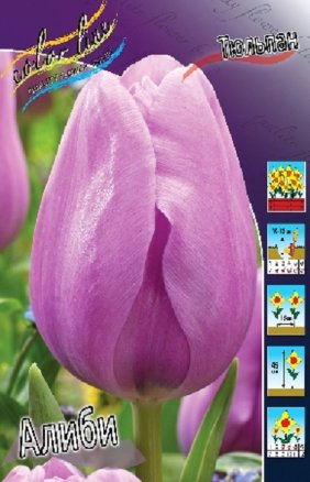 Тюльпан Алиби (Tulipa Alibi), 10шт, Color Line