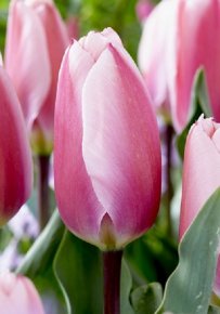 Тюльпан Алгарве (Tulipa Algarve), 10шт, Color Line