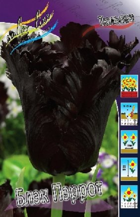 Тюльпан Блэк Пэррот (Tulipa Black Parrot), 10шт, Color Line