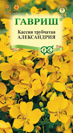 Семена Кассия трубчатая Александрия, 3шт, Гавриш, Цветочная коллекция