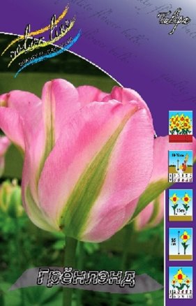 Тюльпан Грёнлэнд (Tulipa Groenland), 10шт, Color Line