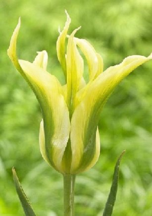 Тюльпан Грин Триумфатор (Tulipa Green Triumphator), 10шт, Color Line