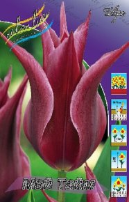 Тюльпан Мэй Тайм (Tulipa May Time), 10шт, Color Line