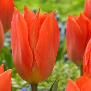 Тюльпан Оранж Бриллиант (Tulipa Orange Brilliant), 10шт, Color Line
