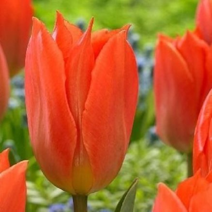 Тюльпан Оранж Бриллиант (Tulipa Orange Brilliant), 10шт, Color Line