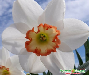 Нарцисс Аудубон (Narcissus Audubon), 3шт, РО