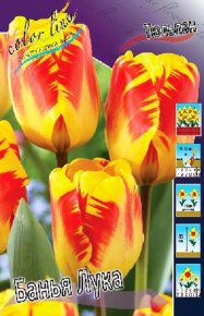 Тюльпан Банья Лука (Tulipa Banja Luka), 10шт, Color Line