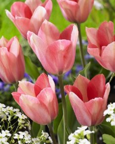 Тюльпан Поко Локо (Tulipa Poco Loco), 10шт, Color Line