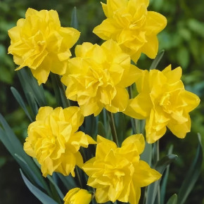 Нарцисс Голден Дукат (Narcissus Golden Ducat), 3шт, РО
