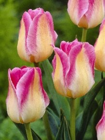 Тюльпан Блашинг Брайд (Tulipa Blushing Bride), 10шт, Color Line