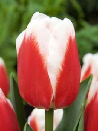 Тюльпан Роман Эмпаер (Tulipa Roman Empire), 10шт, Color Line
