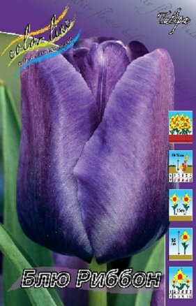 Тюльпан Блю Риббон (Tulipa Blue Ribbon), 10шт, Color Line