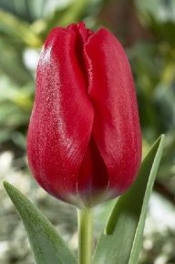 Тюльпан Рэд Пауэр (Tulipa Red Power), 10шт, Color Line