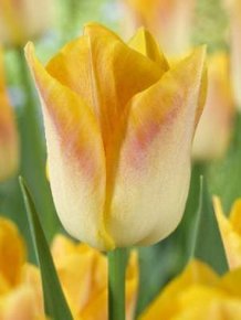 Тюльпан Салмон Дайнести (Tulipa Salmon Dynasty), 10шт, Color Line