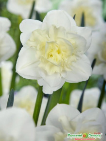 Нарцисс Пасхальное чудо (Narcissus Easter Miracle), 3шт, РО