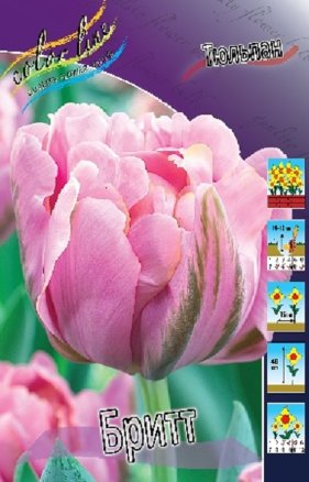 Тюльпан Бритт (Tulipa Britt), 10шт, Color Line