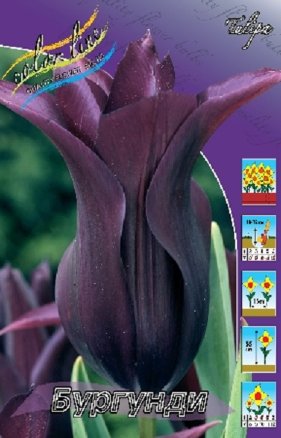 Тюльпан Бургунди (Tulipa Burgundy), 10шт, Color Line
