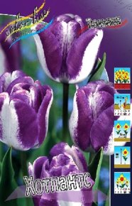 Тюльпан Хотпантс (Tulipa Hotpants), 10шт, Color Line