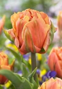 Тюльпан Фримен (Tulipa Freeman), 5шт, РО