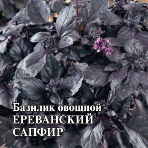 Семена Базилик Ереванский сапфир, 10г, Гавриш, Фермерское подворье
