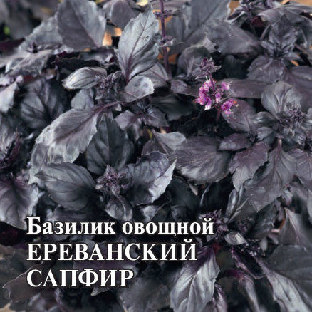 Семена Базилик Ереванский сапфир, 10г, Гавриш, Фермерское подворье