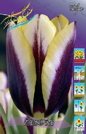 Тюльпан Гавота (Tulipa Gavota), 10шт, Color Line