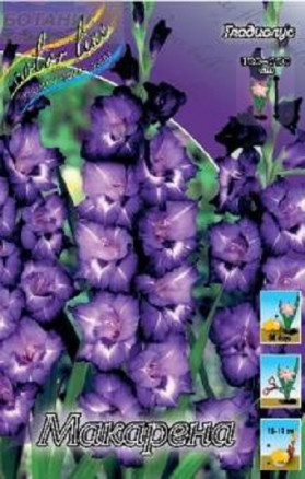 Гладиолус Макарена (Macarena), 10шт, Color Line