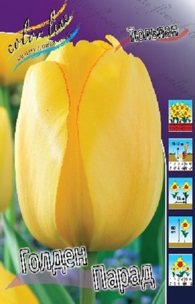 Тюльпан Голден Парад (Tulipa Golden Parade), 10шт, Color Line