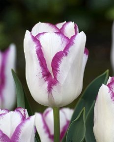 Тюльпан Эффэер (Tulipa Affaire), 10шт, Color Line