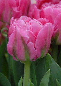 Тюльпан Дезирелле (Tulipa Desirelle), 8шт, Color Line