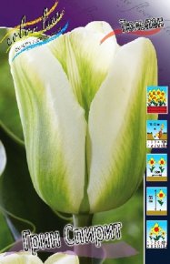 Тюльпан Грин Спирит (Tulipa Green Spirit), 10шт, Color Line