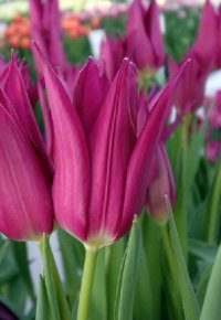 Тюльпан Юми но Мурасаки (Tulipa Yume no Murasaki), 10шт, Color Line