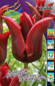 Тюльпан Дженни Батчард (Tulipa Jennie Butchart), 10шт, Color Line