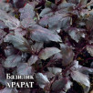 Семена Базилик Арарат, 50г, Гавриш, Фермерское подворье