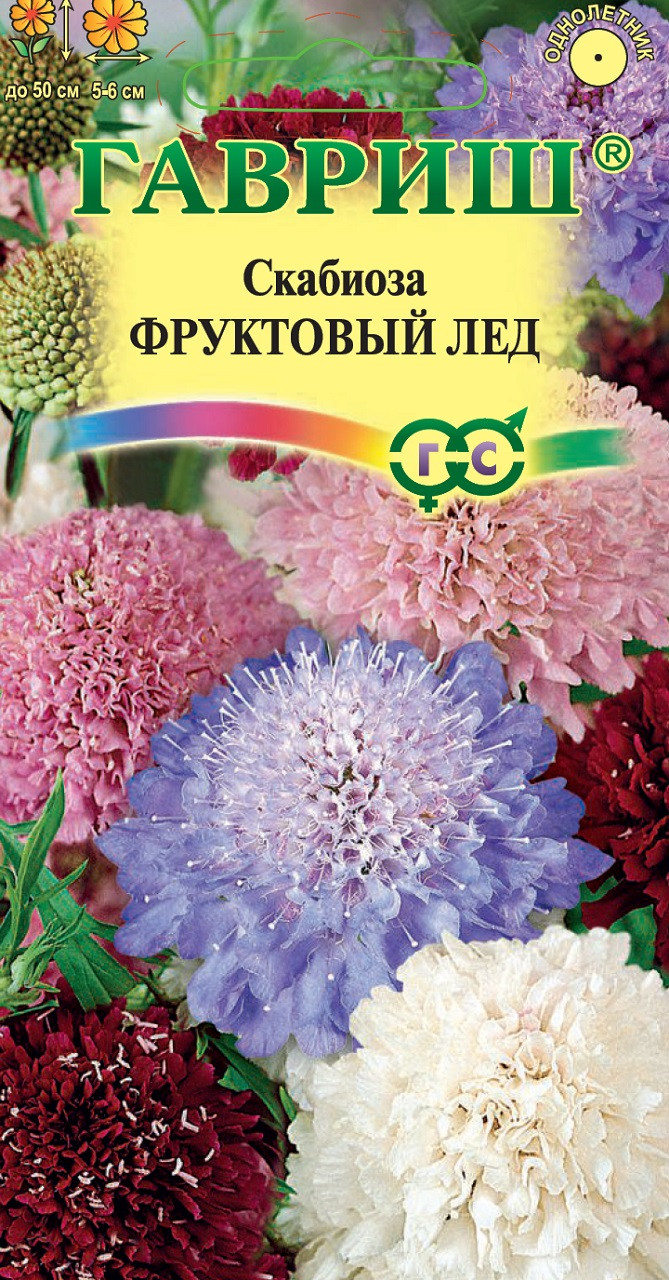 скабиоза день и ночь