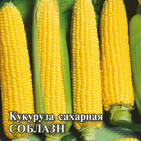 Семена Кукуруза сахарная Соблазн F1, 100г, Гавриш, Фермерское подворье