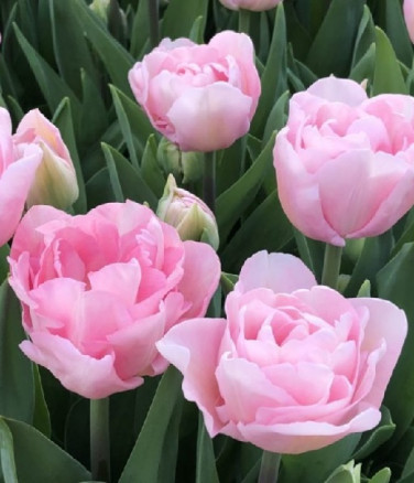 Тюльпан Дример (Tulipa Dreamer), 8шт, Color Line