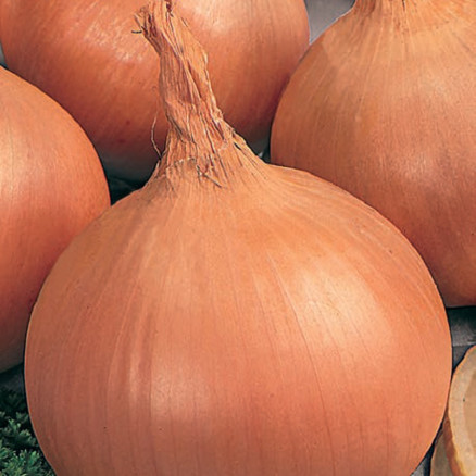 Семена Лук репчатый Бастион, 50г, Гавриш, Фермерское подворье