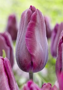 Тюльпан Дип Пурпл Рок (Tulipa Deep Purple Rock), 10шт, Color Line