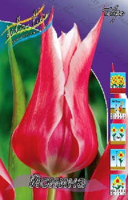 Тюльпан Йонина (Tulipa Yonina), 10шт, Color Line