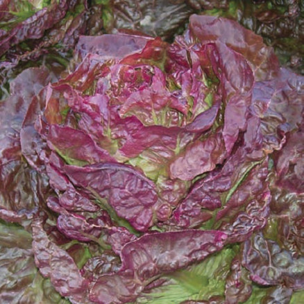 Семена Салат полукочанный Аврора, 10г, Гавриш, Фермерское подворье