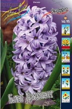 Гиацинт Блю Джиант (Hyacinth Blue Giant), 5шт, Color Line