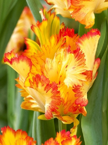 ✔ Тюльпан Карибиан Пэррот (Tulipa Caribbean Parrot), 5шт, Color Line по цен...