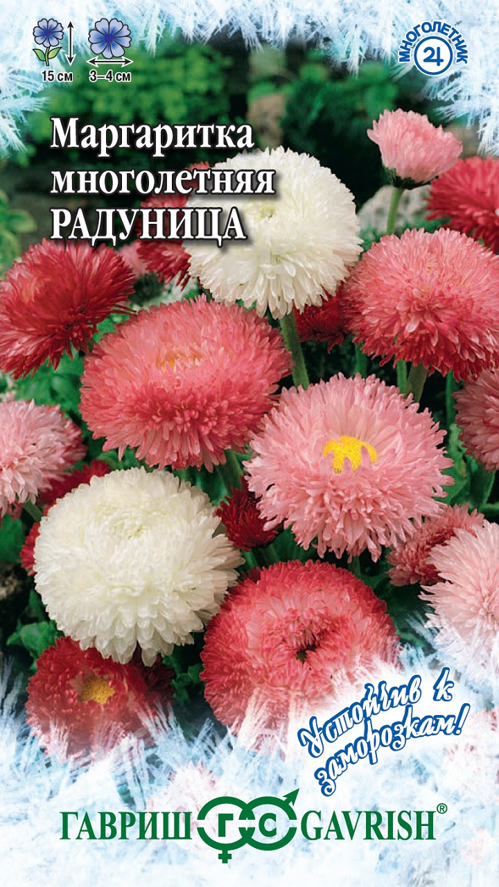 Маргаритки Семена Купить