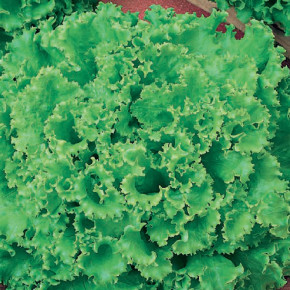 Семена Салат полукочанный Орфей, 5г, Гавриш, Фермерское подворье